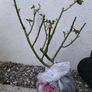 garden plants Image 5