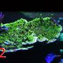 fish tanks accessories coral Image 8