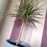 Indoor Dracaena Plant and Blue Plastic Plant Pot Image 3