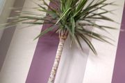 Indoor Dracaena Plant and Blue Plastic Plant Pot