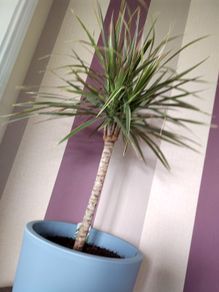 Indoor Dracaena Plant and Blue Plastic Plant Pot
