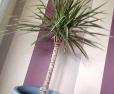 Indoor Dracaena Plant and Blue Plastic Plant Pot