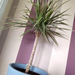 Indoor Dracaena Plant and Blue Plastic Plant Pot