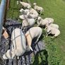 sheep Image 2