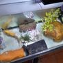 Axolotl X 2 , 200 litre tank and stand Image 6