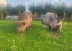 Kune kune sows