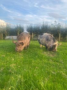 Kune kune sows
