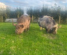 Kune kune sows
