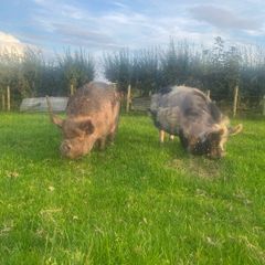 Kune kune sows