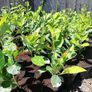 Laurel Hedging Image 8