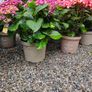 Large Hydrangea Plants Image 4