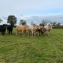 Organic cattle Image 6