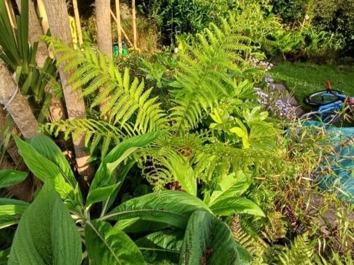Dicksonia Antartica tree fern 2ft trunk