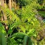Dicksonia Antartica tree fern 2ft trunk Image 2