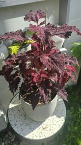 large indoor plant