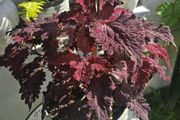 large indoor plant