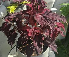 large indoor plant