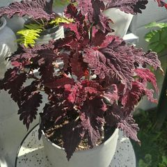 large indoor plant