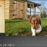Dog Kennel & Enclosure Image 2