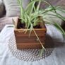 Spider Plant in Wooden Planter Image 8