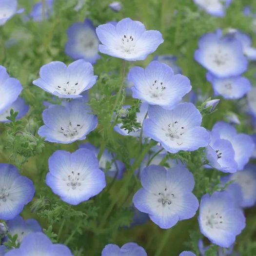 (N) Baby Blue Eyes seeds Nemophilia 1g (452003)