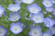 (N) Baby Blue Eyes seeds Nemophilia 1g (452003)