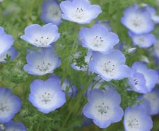 (N) Baby Blue Eyes seeds Nemophilia 1g (452003)