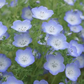(N) Baby Blue Eyes seeds Nemophilia 1g (452003)