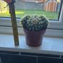 Golden Barrel Cactus (Echinocactus) Image 5