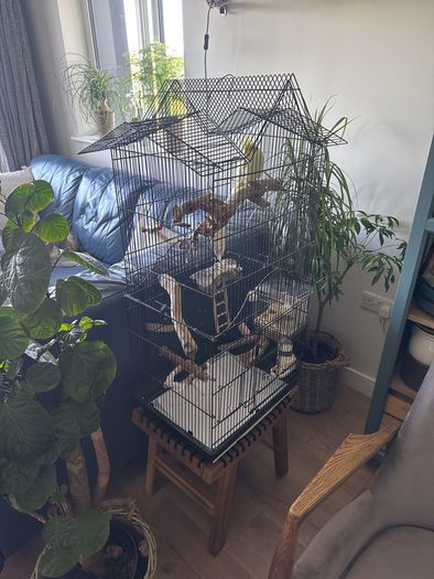 parrot