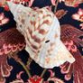 Large Conch Image 3