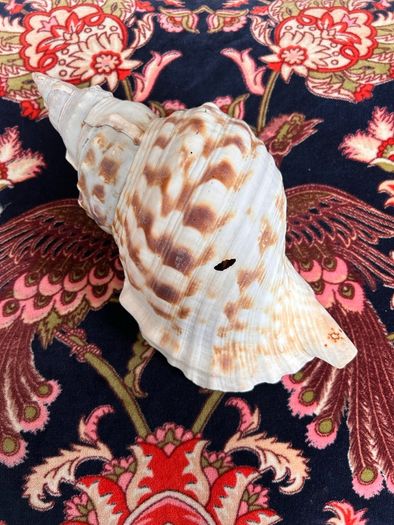 Large Conch