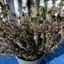 2 winter heather plants Image 2