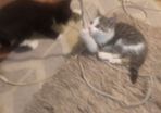 Kittens