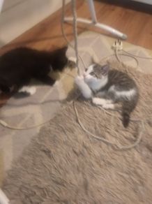 Kittens