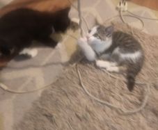 Kittens