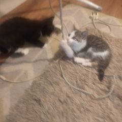 Kittens