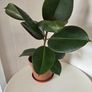 Indoor Plant Image 4