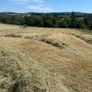 Hay/ Image 2
