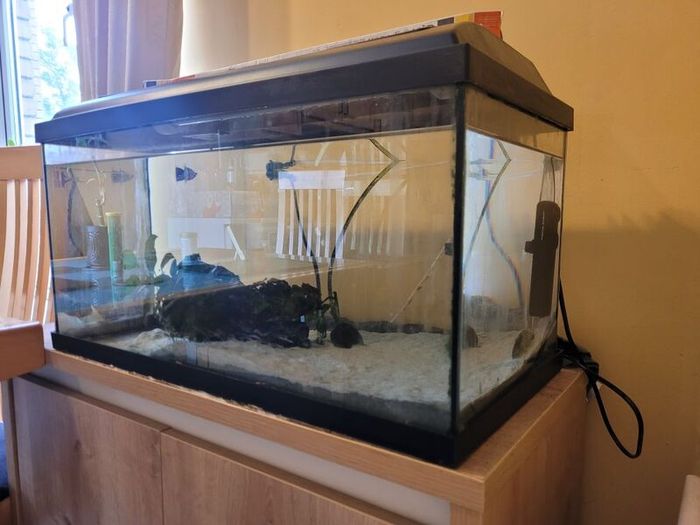Aquarium with pump and plants