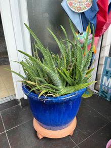 plant