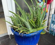 plant