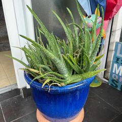 plant