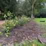 Red Robin Hedging (Mature) Image 2