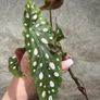 plant Polka Dot Begonia Image 2