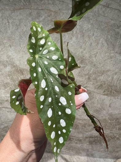 plant Polka Dot Begonia