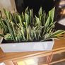Sansevieria Trifisciata Laurentii planters Image 2