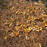 Free Ornamental Pumpkins Image 3