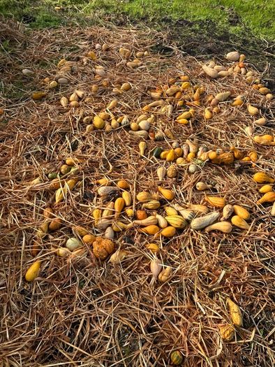 Free Ornamental Pumpkins