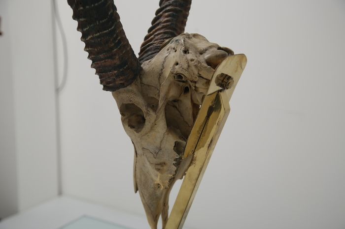 Taxidermy Study of Gazelle With Antlers by Anthony Redmile, London, 1970s.